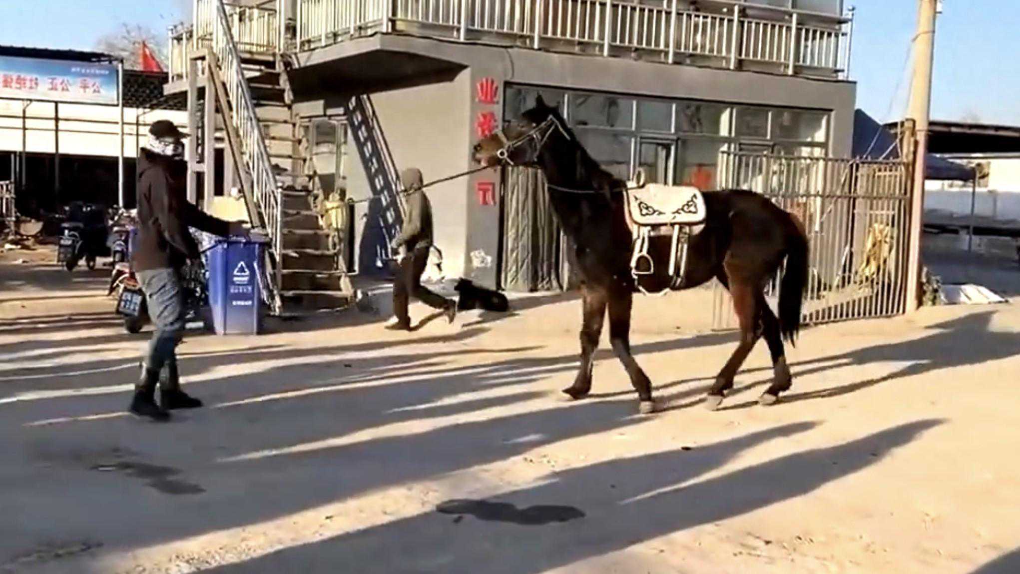 马不欺母？六亲不认的动物之间，又是如何避免近亲交配的呢？