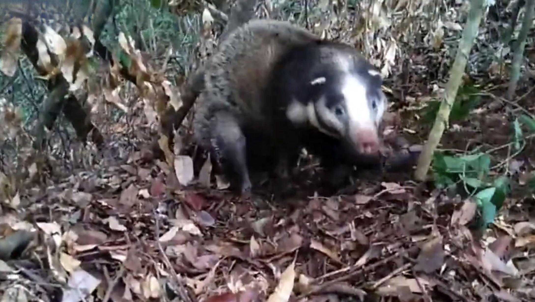 以前农村的毒瘤，如今身价千元，拱猪子为何能“咸猪”翻身？