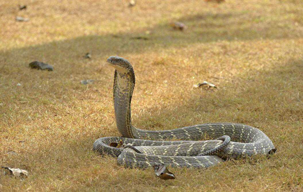 农村常见的七大蛇类，你认识多少？它们的毒性又如何呢？