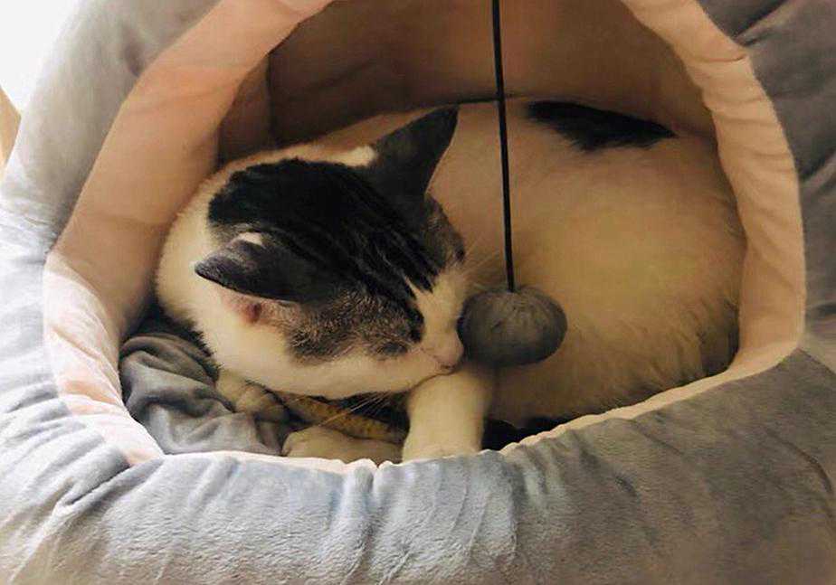 猫咪的肛门腺不一定要挤，但前提是主人做好定期检查