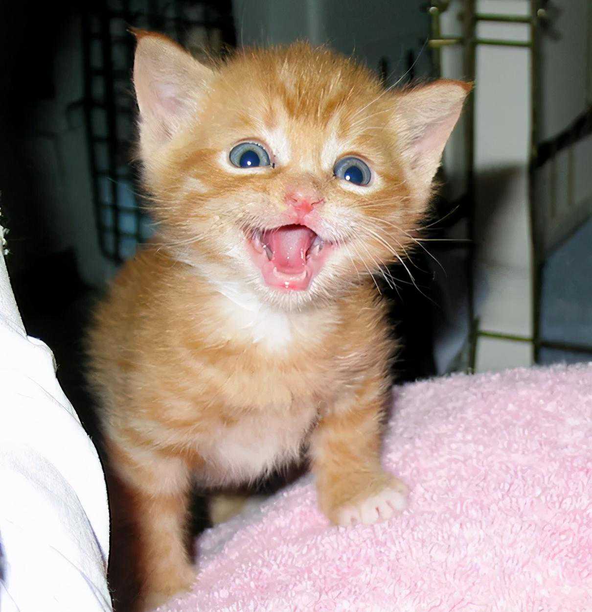 几个明显特征教你辨别真假秋田犬！