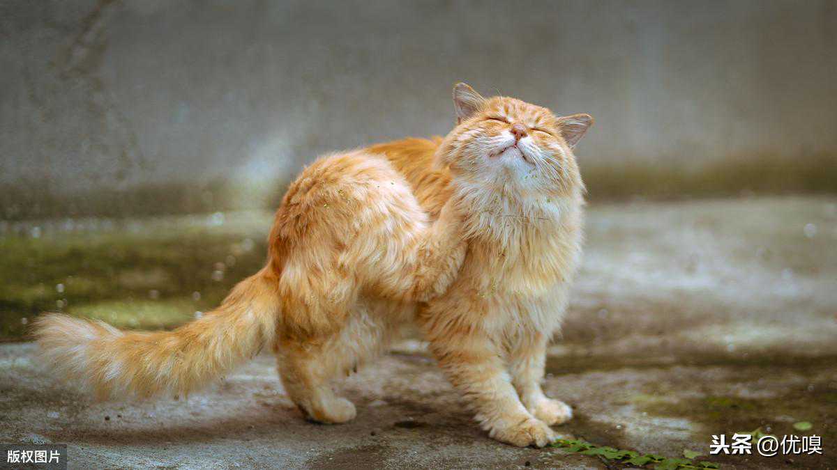 正确给猫咪驱虫，这几点你 get 到了么？