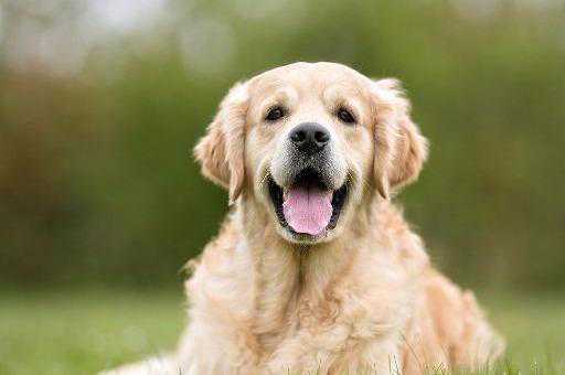 钻纹龟怎么养，钻纹龟的饲养攻略，新手养钻纹龟小手册