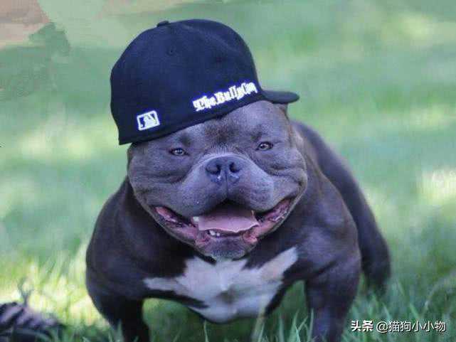 听过“美国恶霸犬”吗？是真的吓人，千万别养