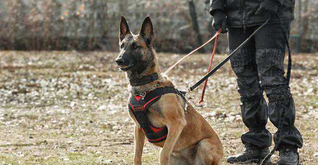 6种最佳的缉毒犬排名，拉布拉多只能排第五