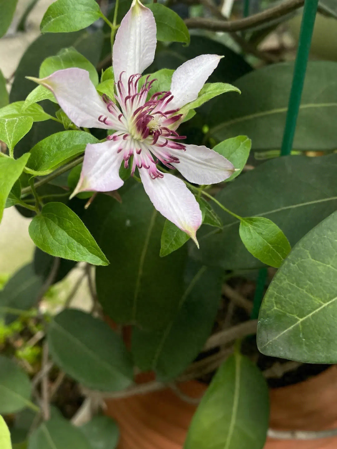 铁线莲冬天会不会冻死