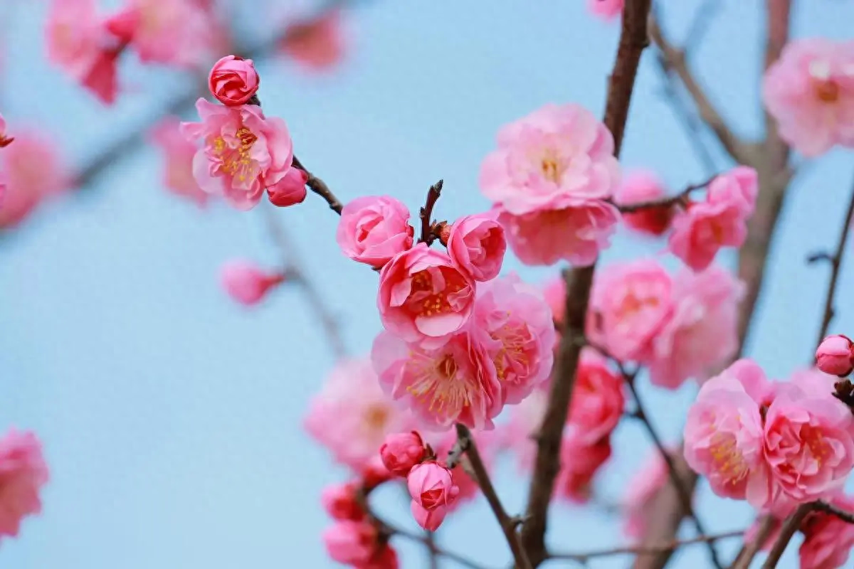 梅花的花语象征与寓意