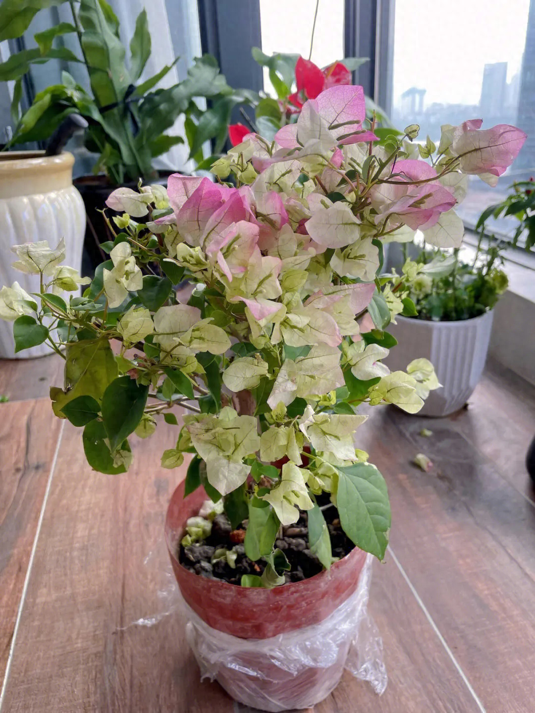 三角梅什么时候换盆最合适