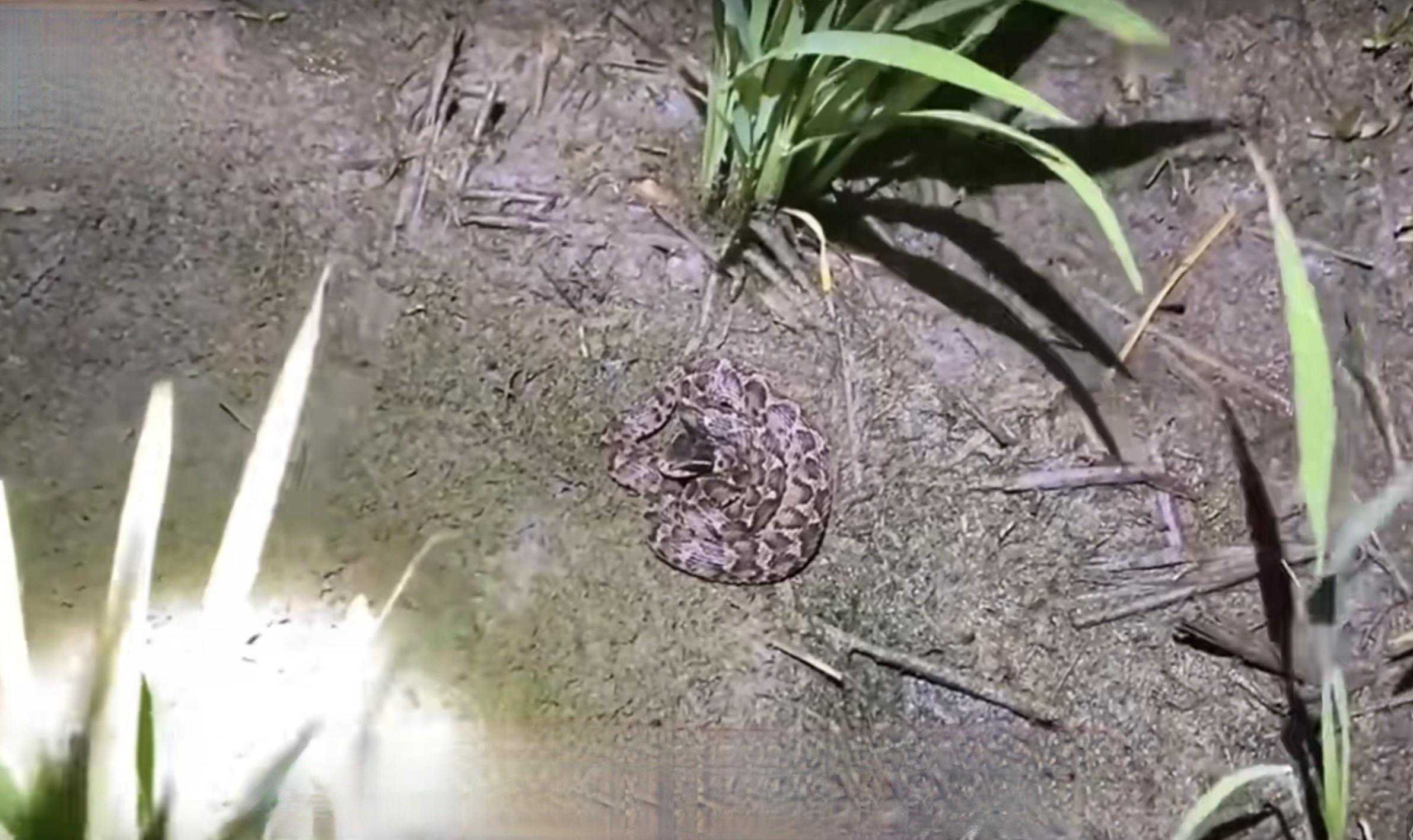 河边常出现的四大毒蛇，你认识多少？被它们咬伤后又会怎么样呢？