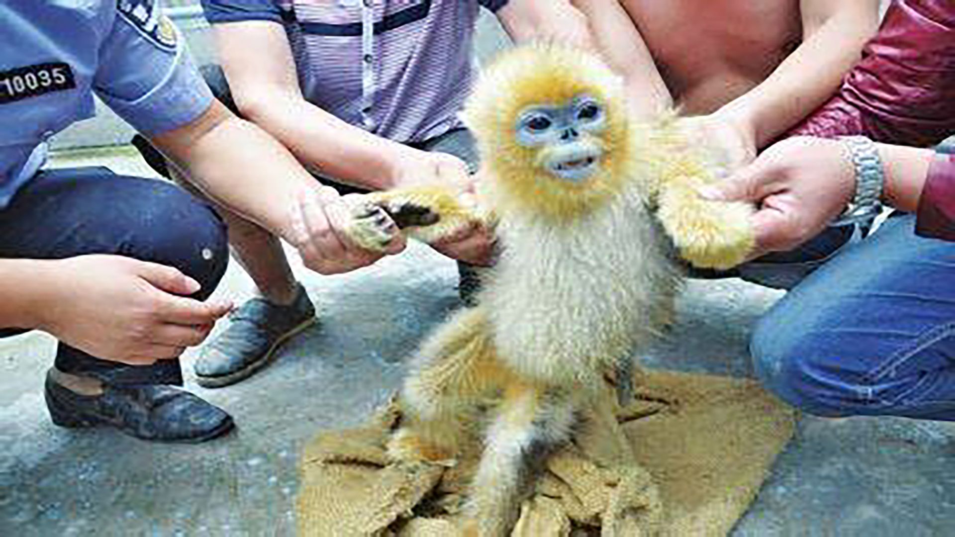 女子骚扰猴子，大爷反遭啃脸，峨眉山猴子的嚣张为啥于人类有关？