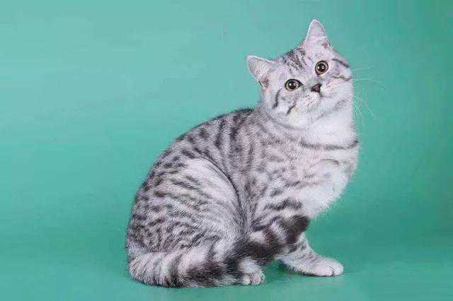 关于最好养的品种猫——美短，你了解多少？