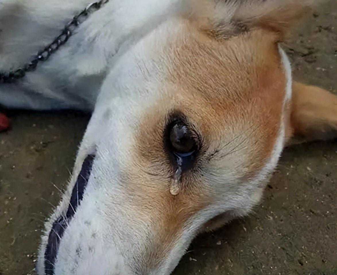 狗狗世界的亲情牵绊：小狗被送走，母狗的悲伤有多深？