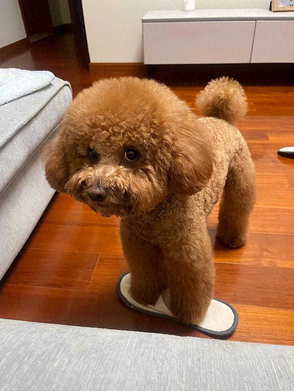 想让泰迪犬听你的话？试试这些日常口令训练小妙招！