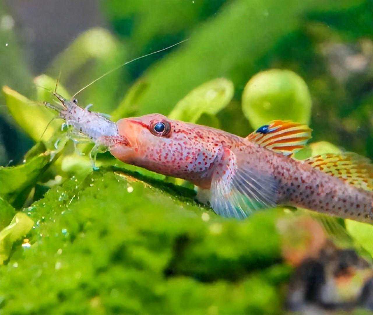 趣味饲养指南：如何把你的‘虎头虎脑’虾虎鱼养得更欢？