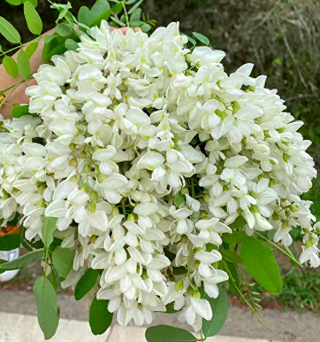 一养肝、二明目、三清内热，四月这菜使劲吃，用来包饺子，真香啊