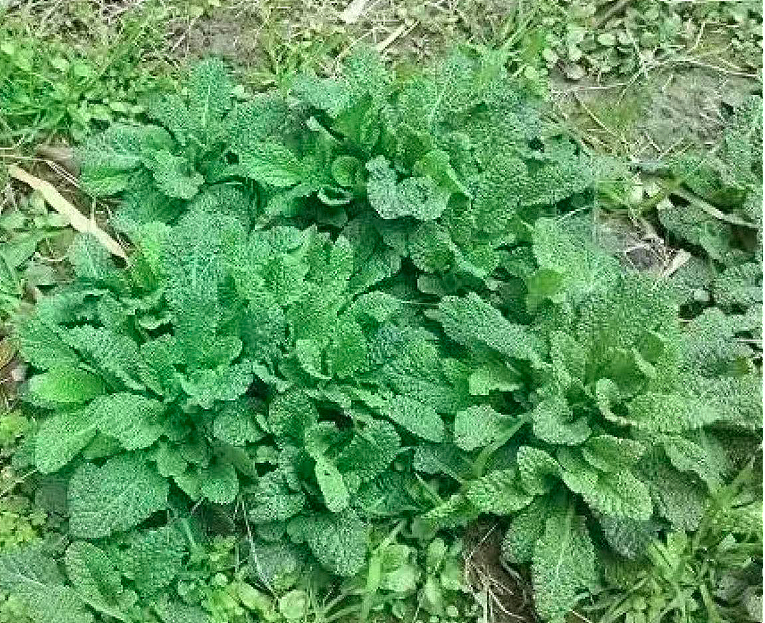 它是“天然杀菌菜”，一清热通便、二杀菌、三镇咳，和鸡蛋是绝配