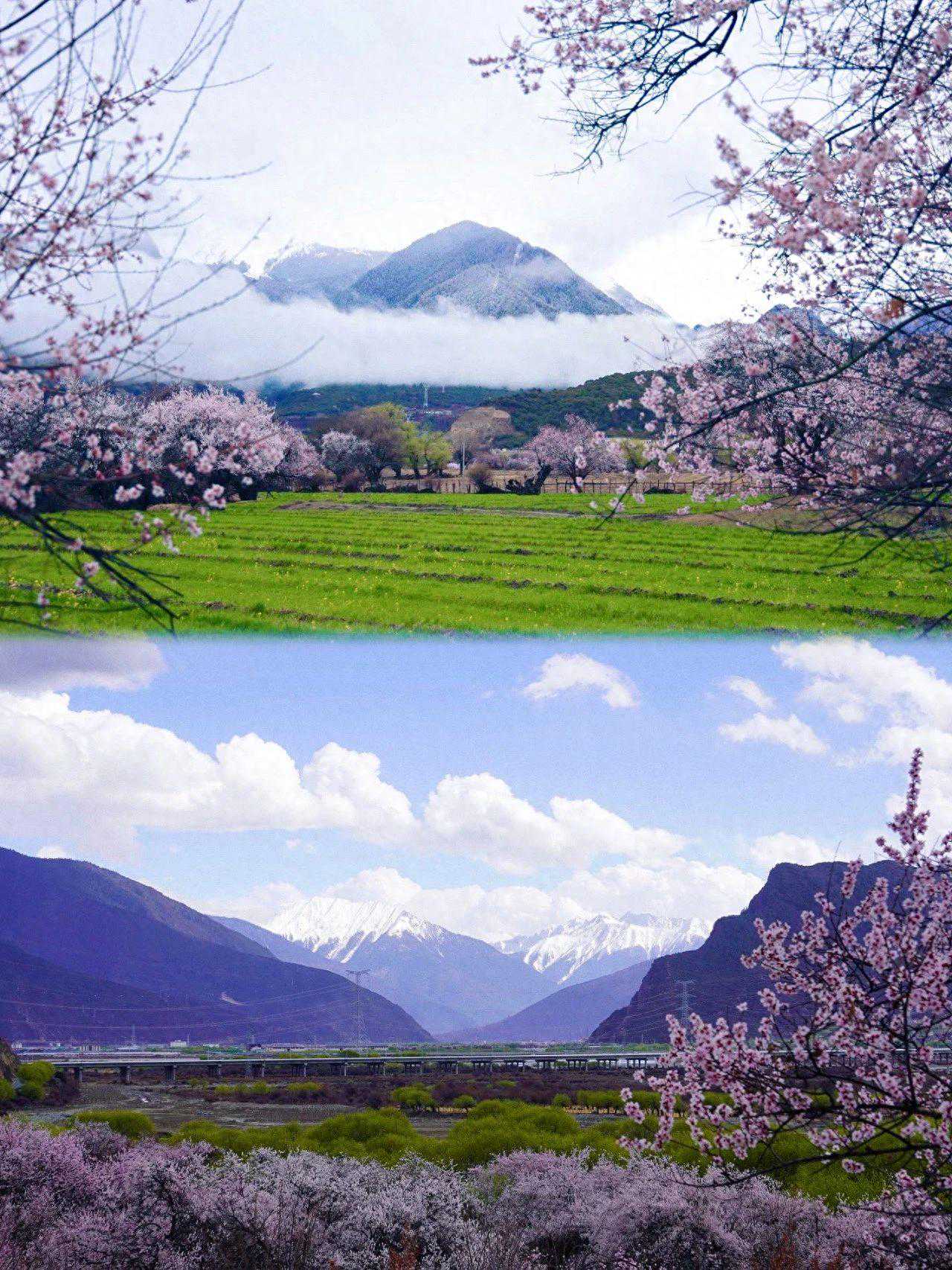 4月必去！西藏林芝我劝你别来，真怕美哭你！