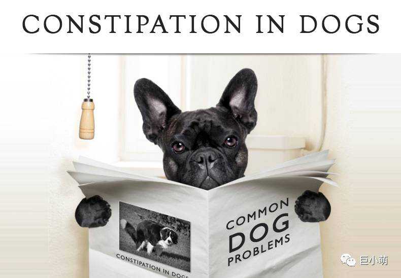 狗狗拉稀你就害怕？拉不出更吓人！