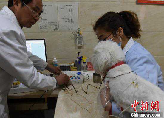 重庆一宠物医院推出中医疗法为狗狗做针灸