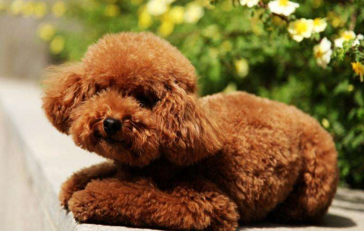 泰迪挑选六大要点，你选对了吗？