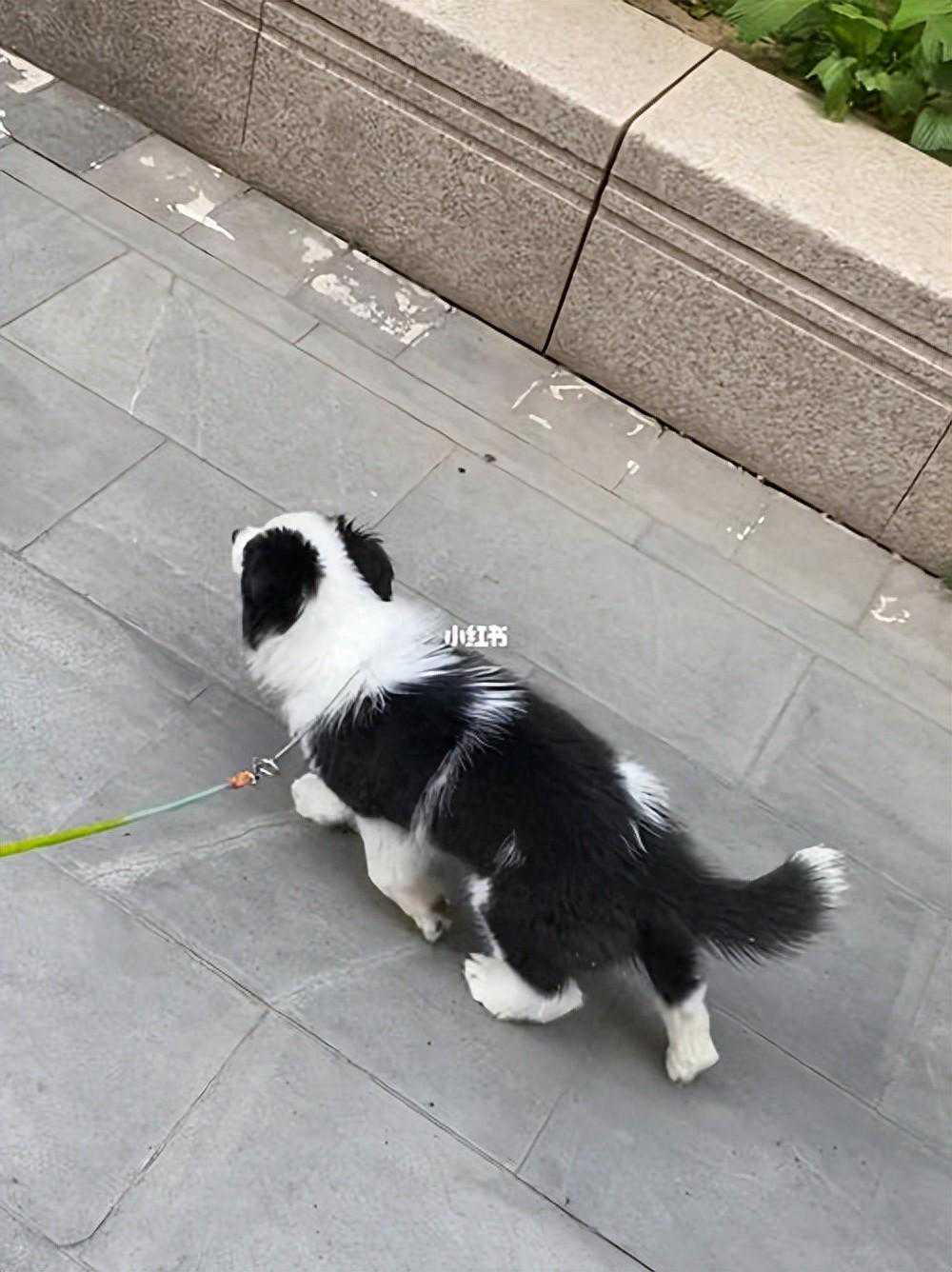 遛狗的重要性：狗狗一天必须遛几次？不遛狗的7大危害等你来看！