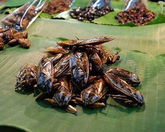 是妥妥的“水中霸王”，就连毒蛇都不放过，肉质却比螃蟹还鲜美