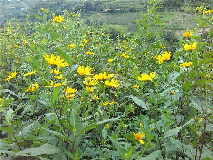 美国花63亿清理不完，视为妥妥的“祸害”，我国却称为摇钱树？