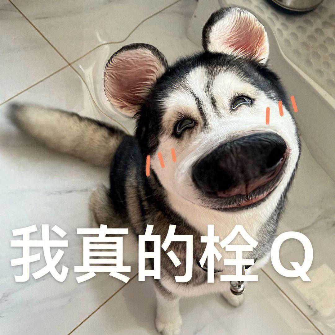 常见的7个养狗误区，别再犯了，不然就是在害狗！