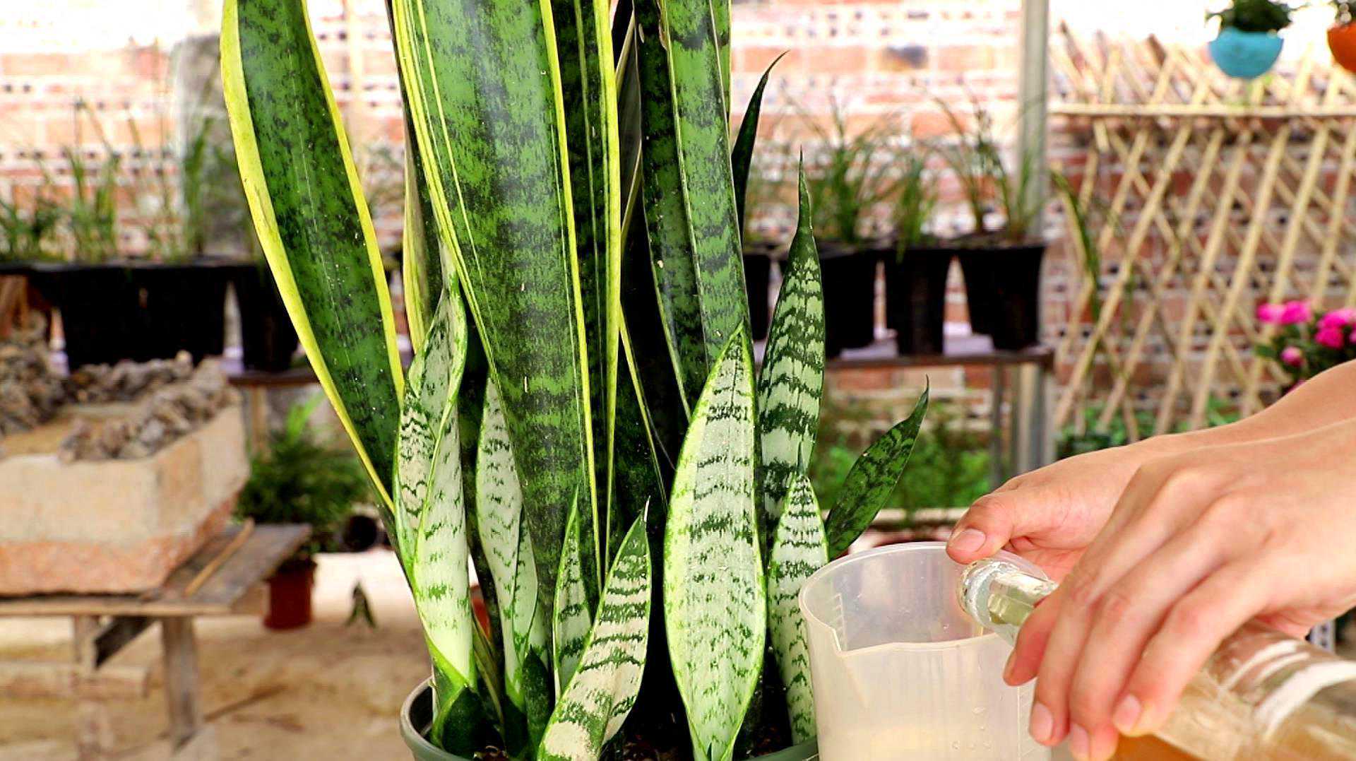 啤酒能浇花吗?适合浇什么花?