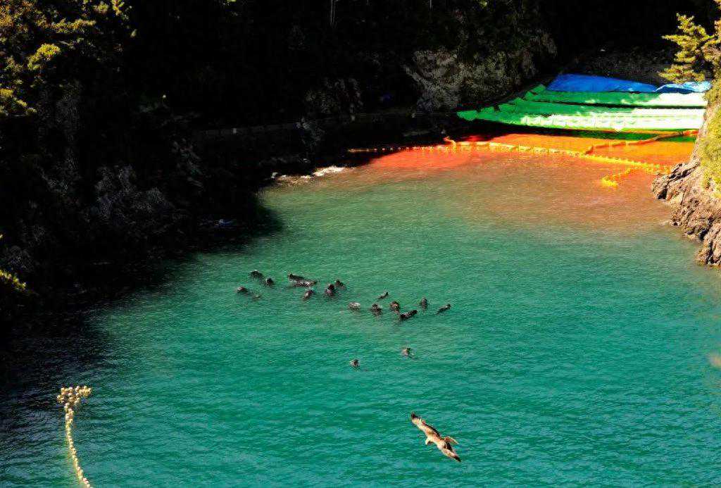 我购买海豚表演门票的钱，或资助了“海豚湾”的血腥交易