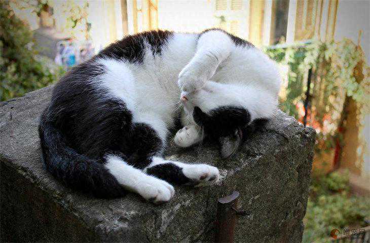 揭秘猫咪的睡姿密码！它们选择的休息地，透露了你的家庭地位！