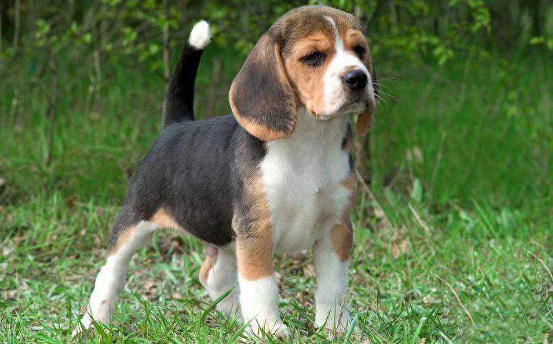 “养比格犬前必知：这些秘密让你重新考虑！