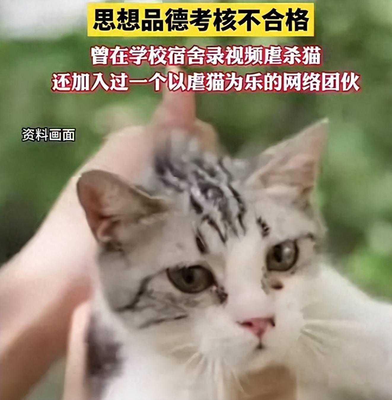 当虐猫成为话题：道德底线与教育责任！