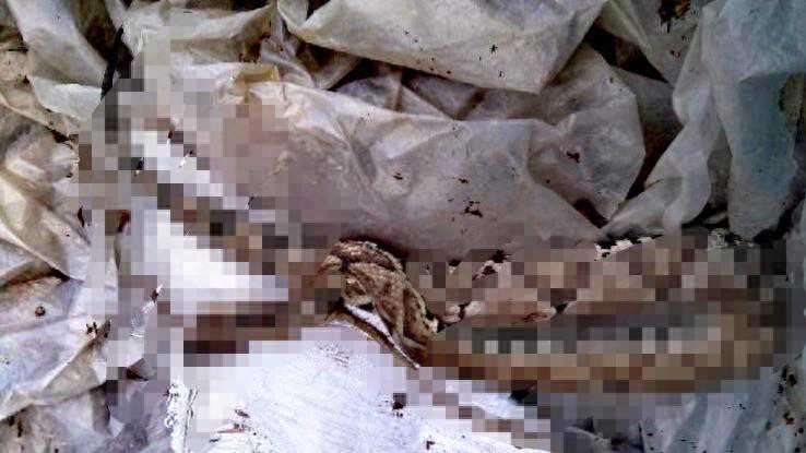 被毒蛇咬伤，为啥不建议将毒蛇打死？央视实验告诉你答案