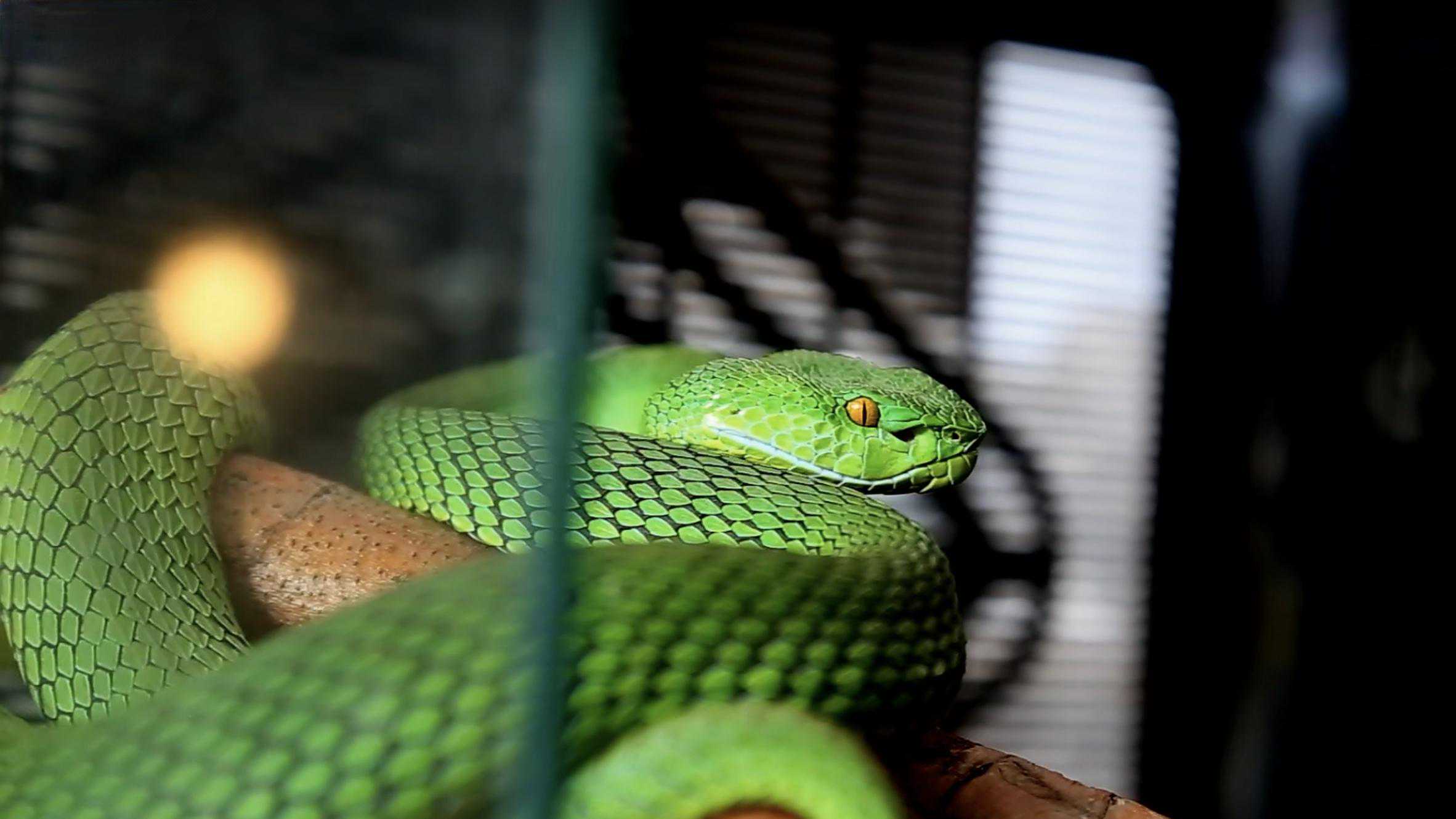 日本鸟，日本养不活，靠从中国“进口”续命