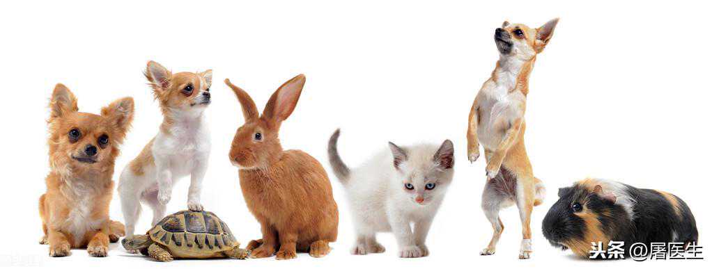 犬布病，你了解吗？