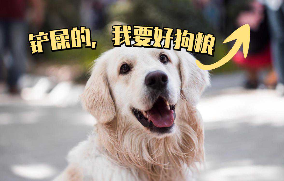 老祖宗挑狗术，学会这几个方法，一挑一只“好狗”