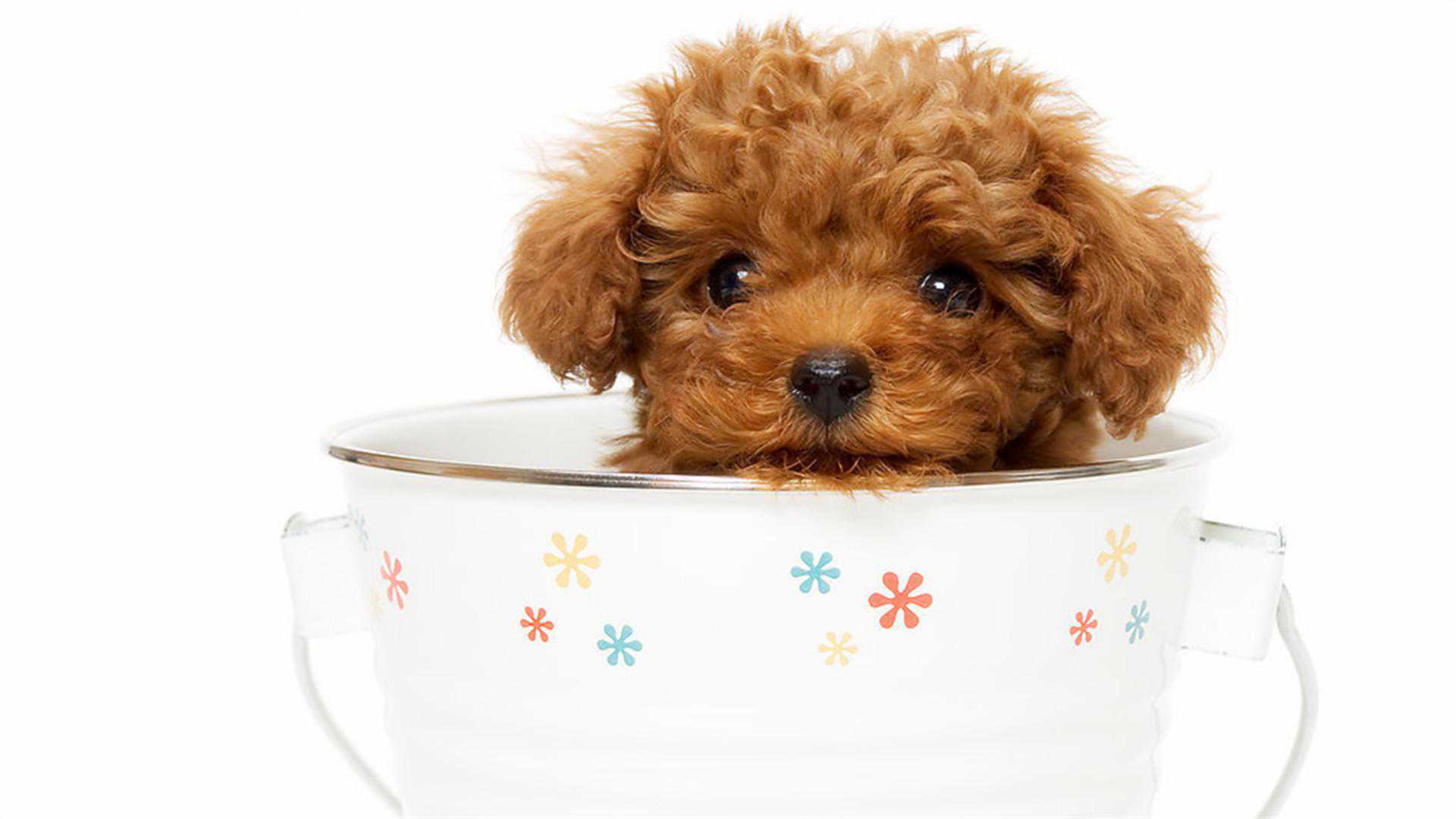 你的第一只狗是它么？