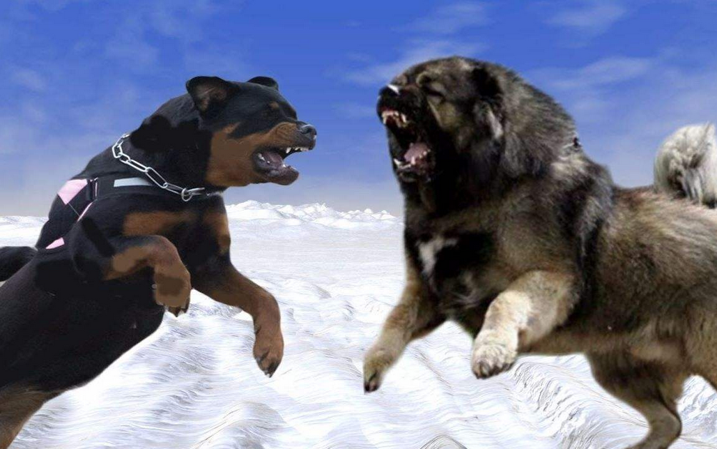 加纳利，一条看起来酷到爆的狗，很多人养了还想养