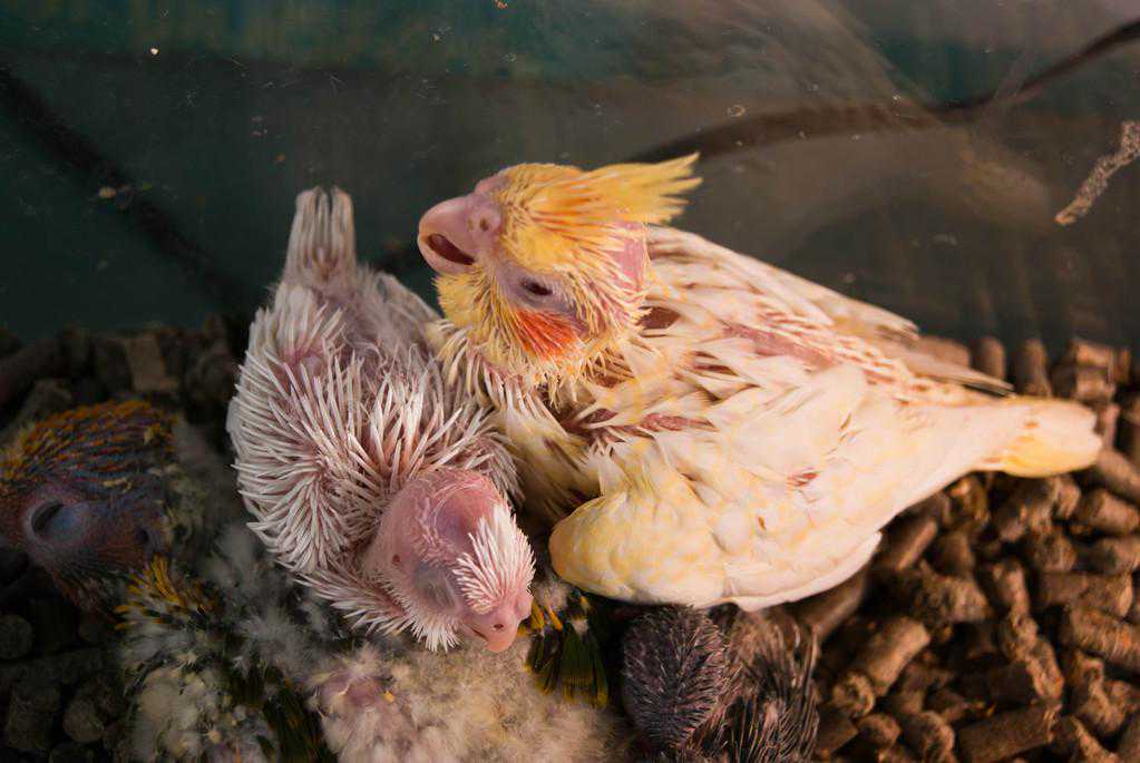 养宠鸟类也是不错的选择之一，与你亲近黏人的宠物鸟