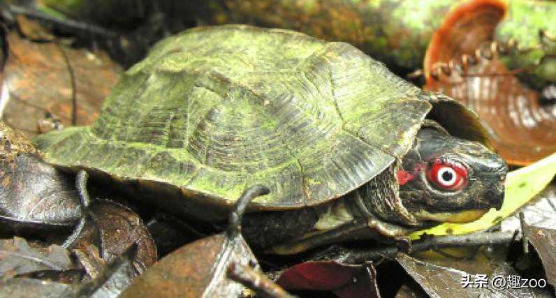 世界十大半水栖龟，上山下水都擅长