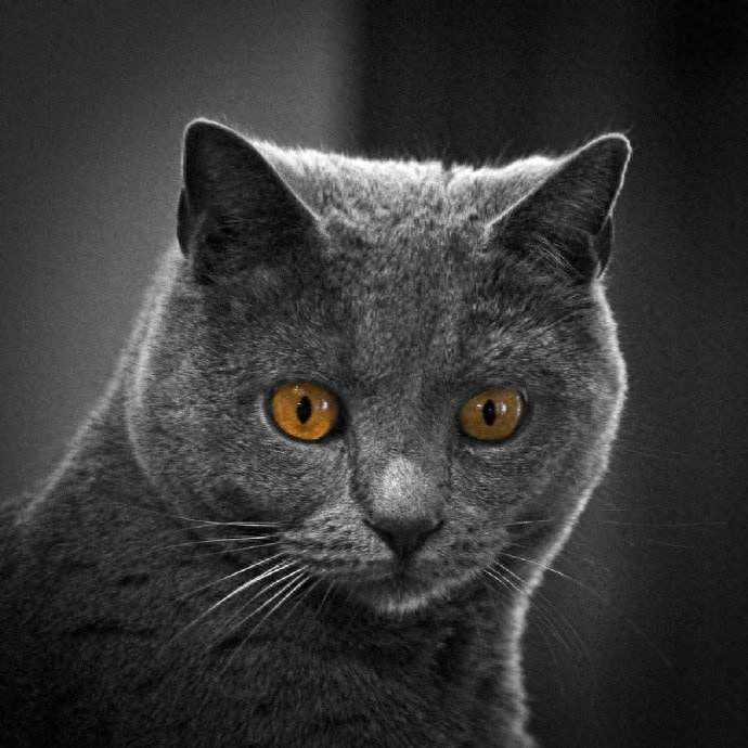 宠物图集：沙特尔猫