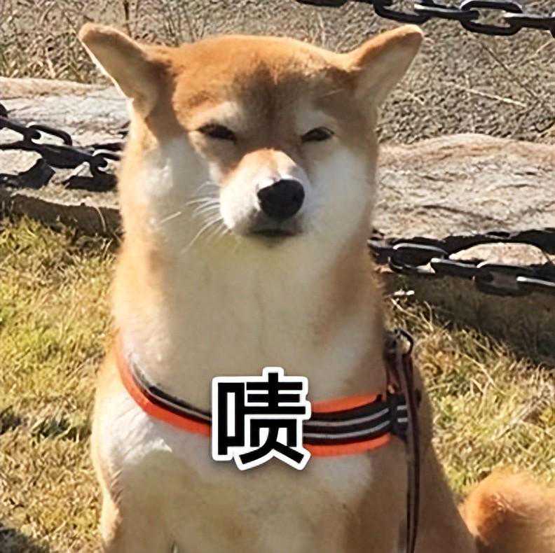 狗狗恨主人的7种表现，如果有一半以上，说明它不喜欢你了