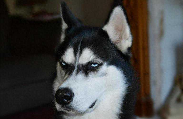 如何与猫咪“拉近关系”？没什么复杂方法，做好这5点就足够了