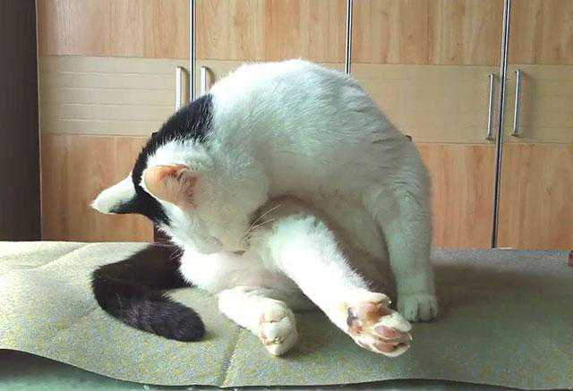 猫咪寄生虫预警：四个信号不容错过，赶紧给爱宠驱虫吧！