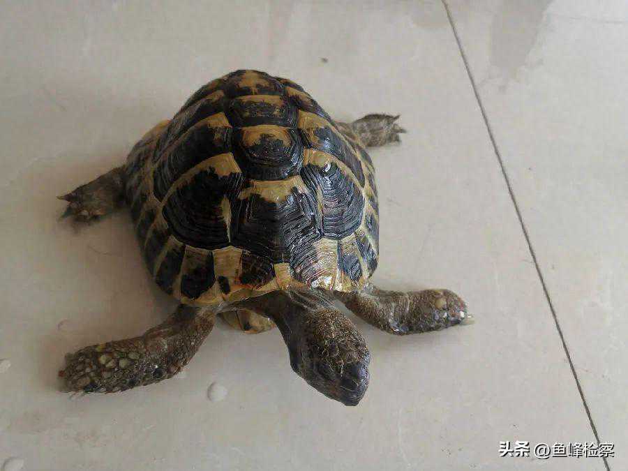 这三起案件，检察官都提到了行刑衔接