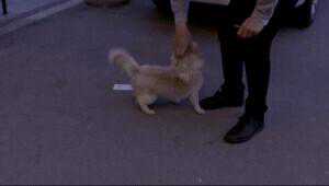 这是一条来自武汉的寻狗启事