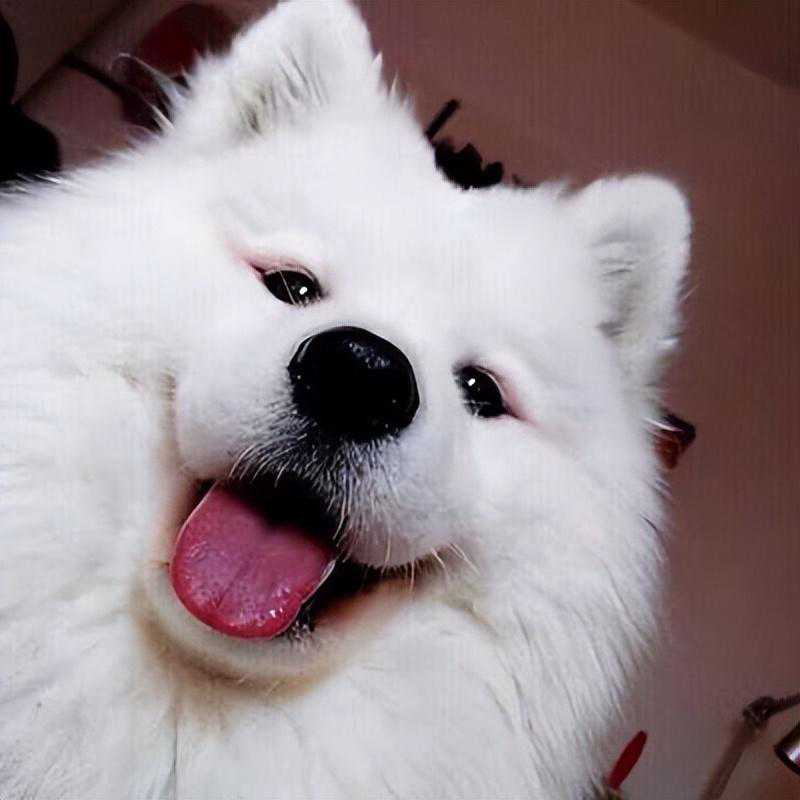 网友评选：最受欢迎的6种狗，快看看你家有没有