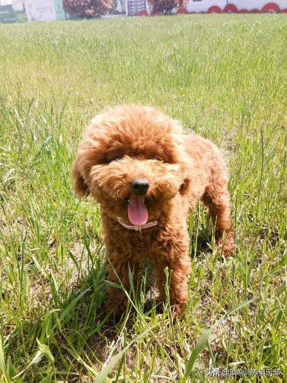 铲屎官如何在家给泰迪狗驱虫｜保姆级教程