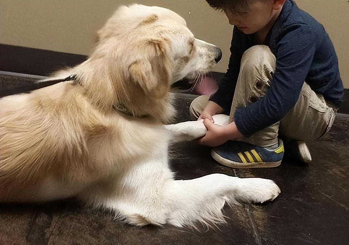 主人摸狗狗“爪子”时，在它眼里，代表了这些含义！